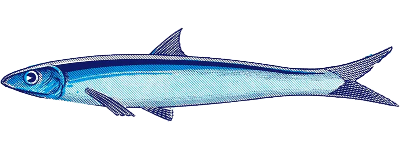 anchoa dibujo