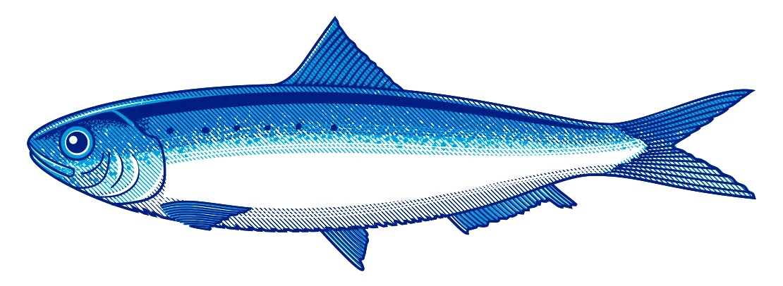 sardina - dibujo