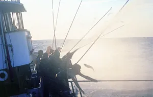 pesca con cana bonito del norte ok