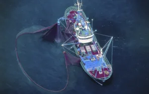 pesca de cerco ortiz ok